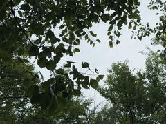 -长白岛森林公园