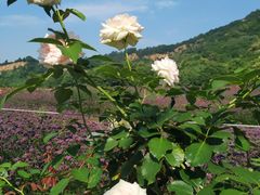 -雪浪山卡丁车俱乐部