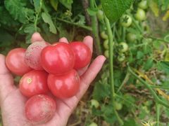 -陕北农家小吃风干羊肉剁荞面