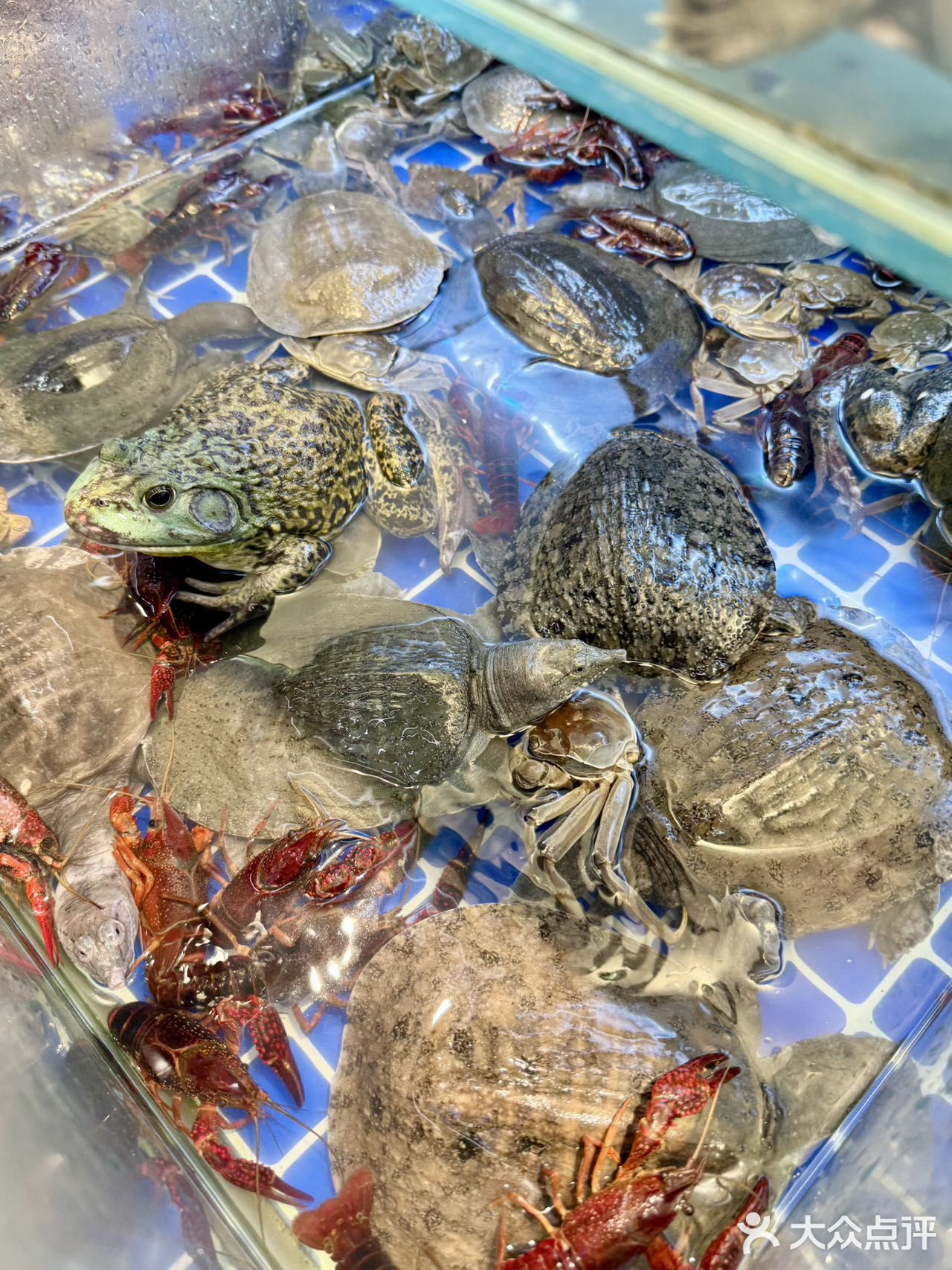 如何几十块吃垮毛肚海鲜自助餐厅㊙️