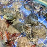 如何几十块吃垮毛肚海鲜自助餐厅㊙️