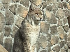 -青藏高原野生动物园