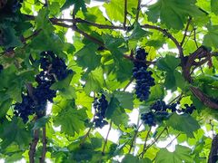 -金谷域澳洲庄园