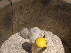 -Mr·Kuma酷么先生雪之乐园
