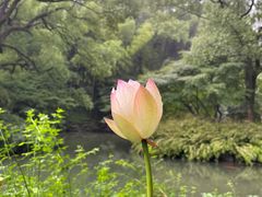 -杭州植物园