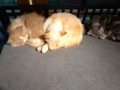 -more than meow吴止猫主题餐厅(承德 中船汇店)