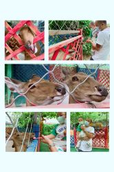 -萌宠亲子动物乐园(槐房万达店)