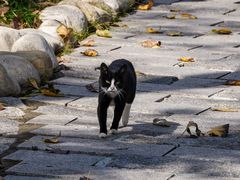 -合肥滨湖国家森林公园