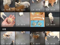 -宠物之家Pets Home 宠物寄养酒店