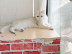 -猫小院猫主题餐厅(三里屯店)