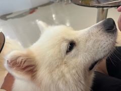 -共舞时光猫咖·狗咖(新街口店)