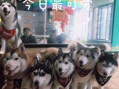 -Husky Go! 哈士奇体验馆·宠物咖啡厅狗咖