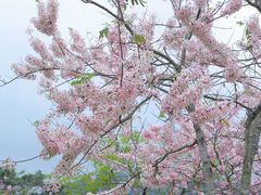 -白石龙音乐公园