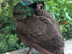 -吉隆坡雀鸟公园