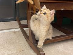 -lincat·猫舍(广州店)