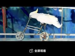 -灵玲国际马戏城