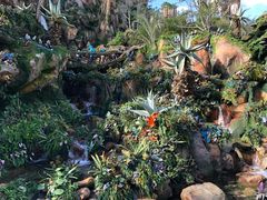 -奥兰多迪士尼动物王国乐园