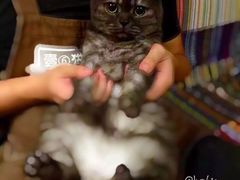 -壹六猫窝(谷德店)