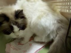 -嘉馨宠物医院·CT影像转诊·心脏科·犬猫全科诊疗中心(下沙大学城院区)