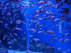 -成都浩海立方海洋公园