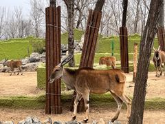 -北京野生动物园