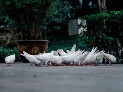 -杭州上天竺法喜讲寺