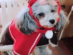 -志龙皇冠吃货椰子铺