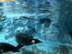 -帝企鹅自助餐厅•儿童岛•真企鹅(长隆企鹅酒店)