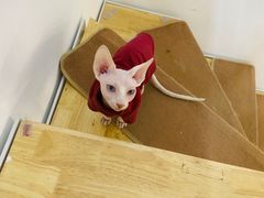 -团子家猫咪猫咖馆·柯基·柯尔鸭