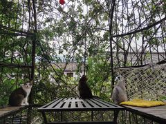 -喵屿·大理花园猫咖