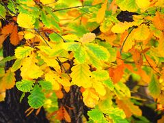 -国家植物园南园