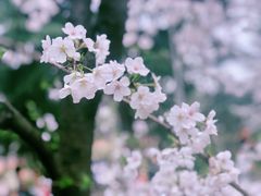 -武汉大学-樱园