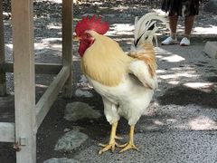 -热田神宫