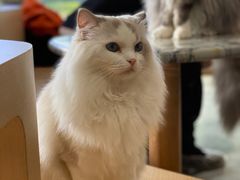 -瞄一喵猫咖(格力海岸店)