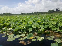 -上海海湾国家森林公园