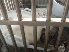 -西双版纳融创皇冠假日度假酒店