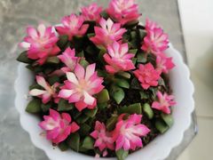 -小吊梨汤·北京菜·烤鸭(长安商场-首都博物馆店)