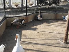 -月亮河温泉度假酒店