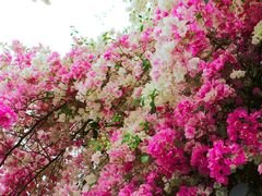 -深圳国际园林花卉博览园