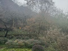 -杭州半山国家森林公园