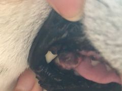 -美联众合动物医院·24h转诊中心