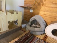 -喵屿·大理花园猫咖