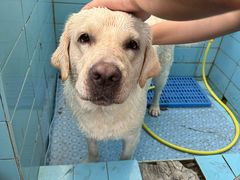 -趣玩宠物乐园寄养训犬训狗游泳池