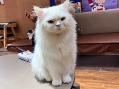 -MOCHA明星猫咖(田子坊店)