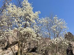 -秦岭终南山世界地质公园翠华山景区