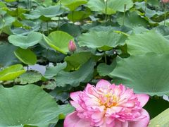 -广州莲花山旅游区