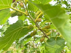 -永定河休闲森林公园