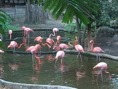 -清迈夜间动物园