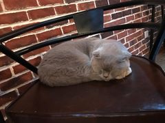 -猫友咖啡店(玉林西路店)