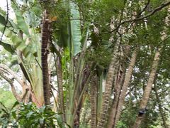 -海南热带野生动植物园